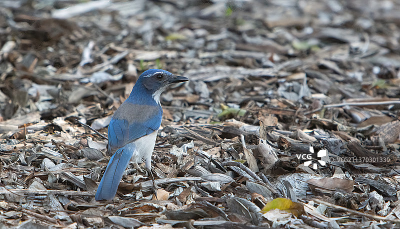 加利福尼亚丛鸦特写镜头图片素材
