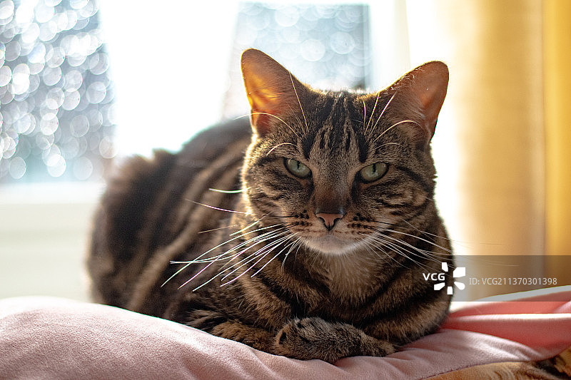 猫咪的凝视：家中床上猫咪特写图片素材