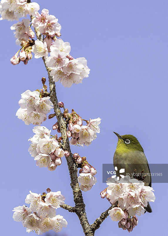 你的身高是多少：鸣禽栖息在树上的低角度视图，背景是晴朗的天空图片素材