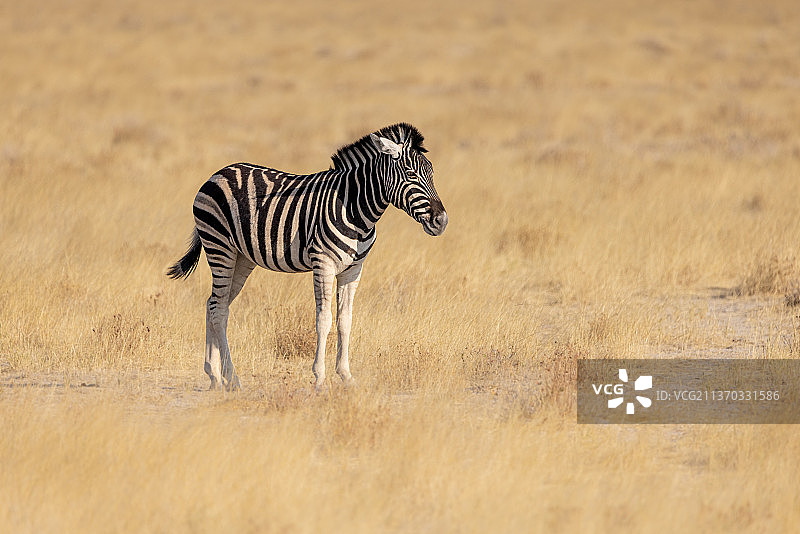 埃托沙国家公园内行走在田野上的孤独斑马侧视图，纳米比亚图片素材