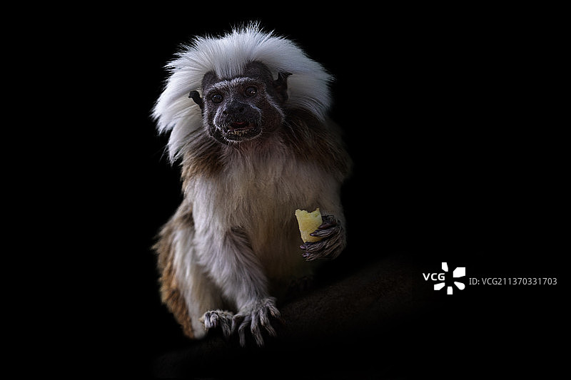 黑色背景下的狗的特写图片素材