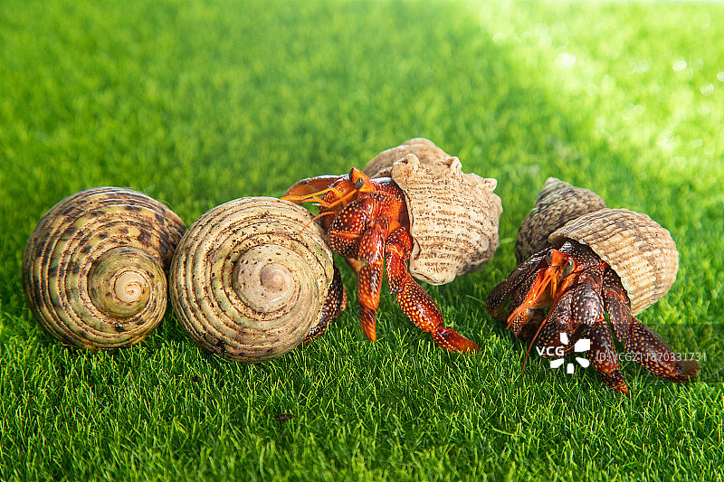 草地背景前的椰子蟹图片素材