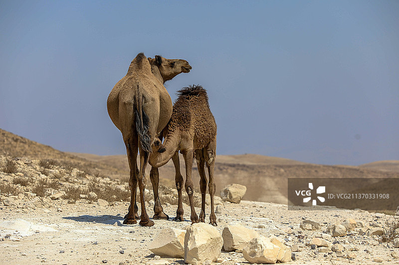 坐在秋日田野乡村背景上的狗图片素材