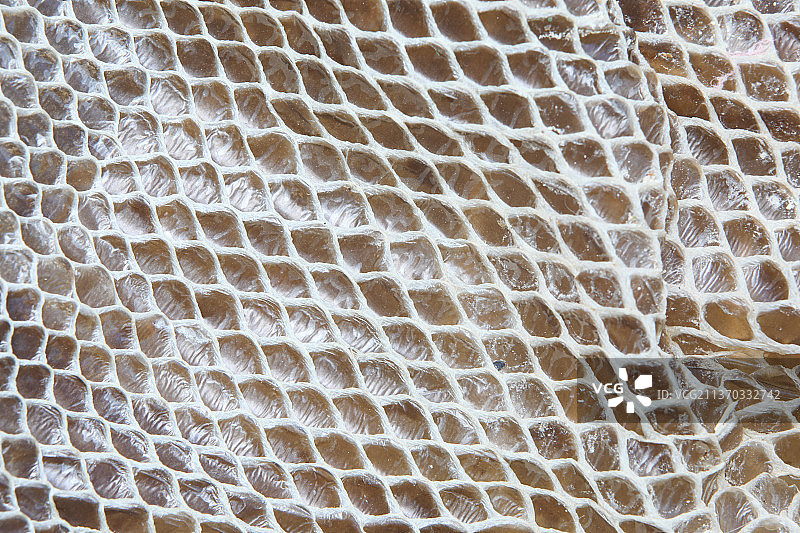 真蛇皮纹理背景（无缝）图片素材