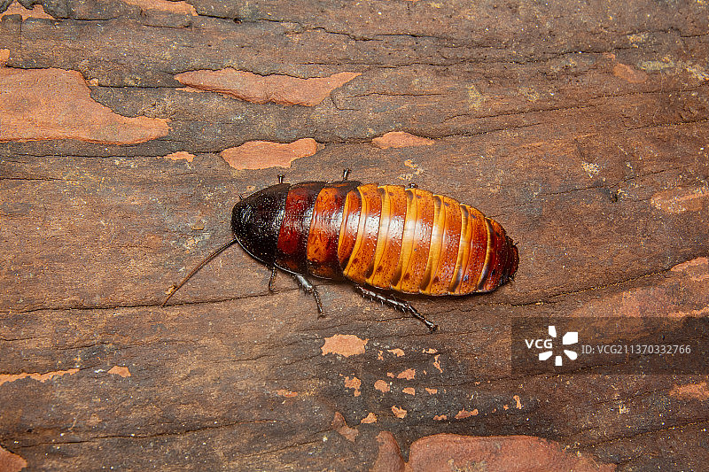 巨型热带蟑螂：马达加斯加蟑螂雌性图片素材