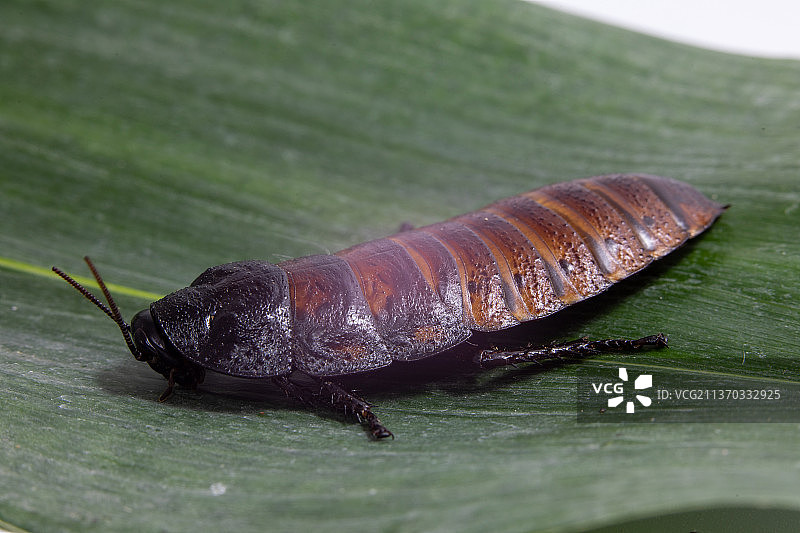 绿色背景上的马达加斯加棕色大蟑螂图片素材
