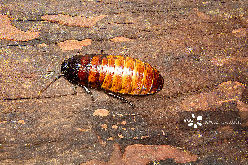 巨型热带蟑螂：马达加斯加蟑螂雌性图片素材
