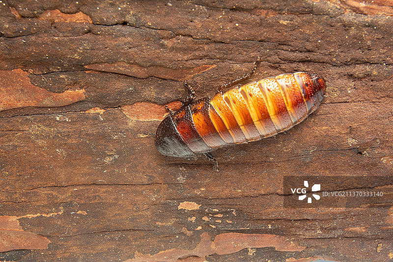 巨型热带蟑螂：马达加斯加蟑螂雌性图片素材