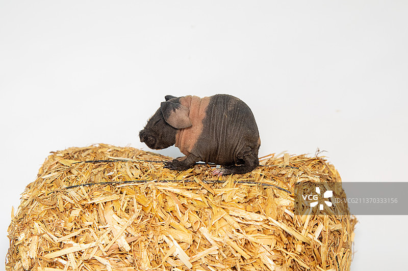 白色背景下分离的无毛豚鼠，斯芬克斯豚鼠图片素材