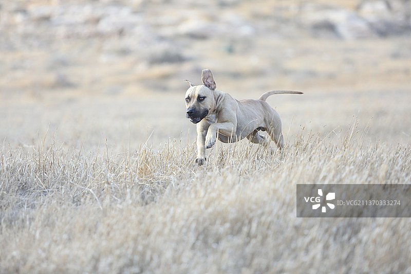 美国比特犬在海滩上奔跑图片素材