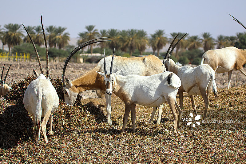 沙漠中的阿拉伯羚羊，田野上的牛群图片素材