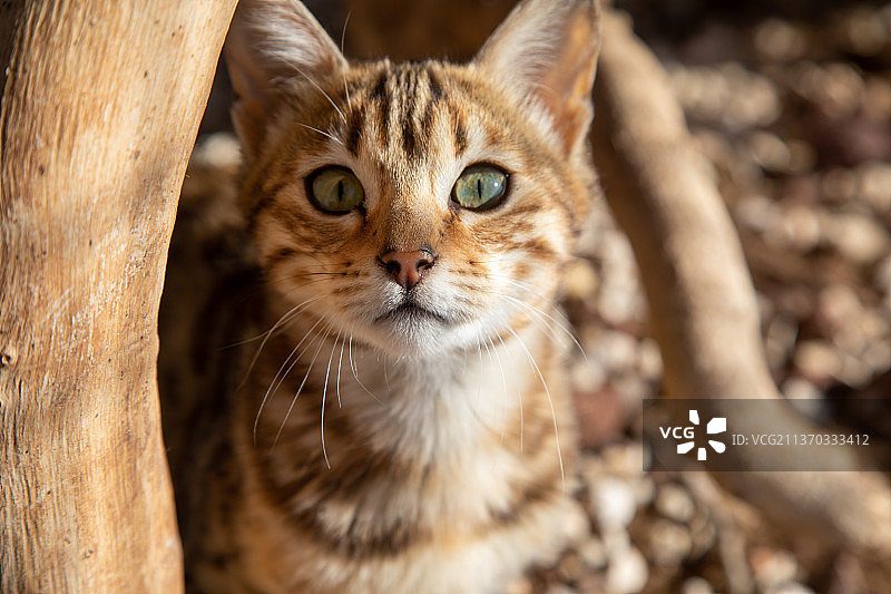 躺着的黑色斑点孟加拉猫肖像图片素材