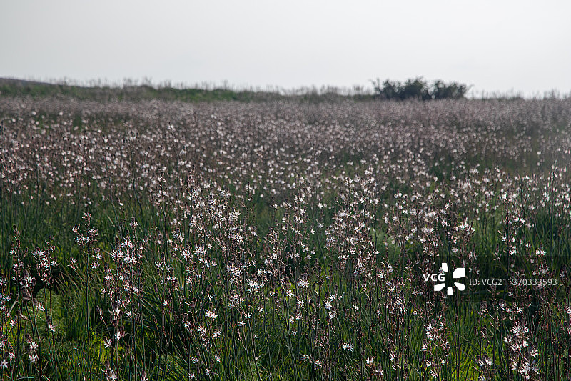 以色列普拉自然保护区附近的麦田图片素材