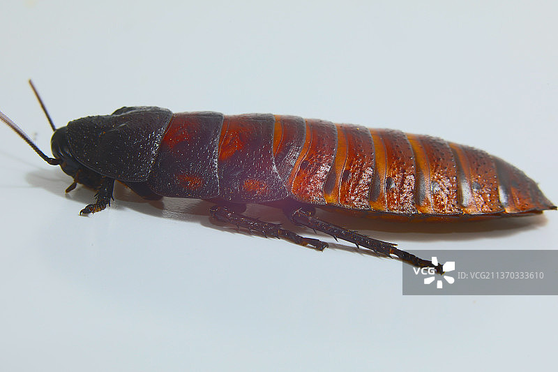 绿色背景上的马达加斯加棕色大蟑螂图片素材