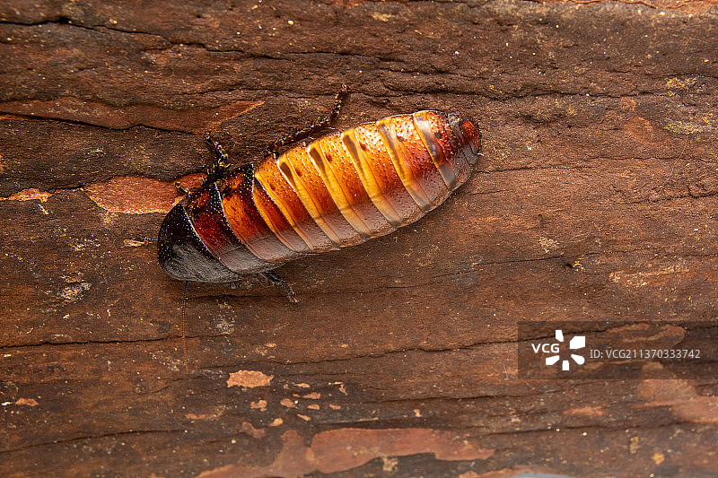 巨型热带蟑螂：马达加斯加蟑螂雌性图片素材