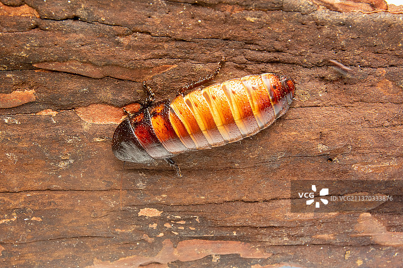 巨型热带蟑螂：马达加斯加蟑螂雌性图片素材