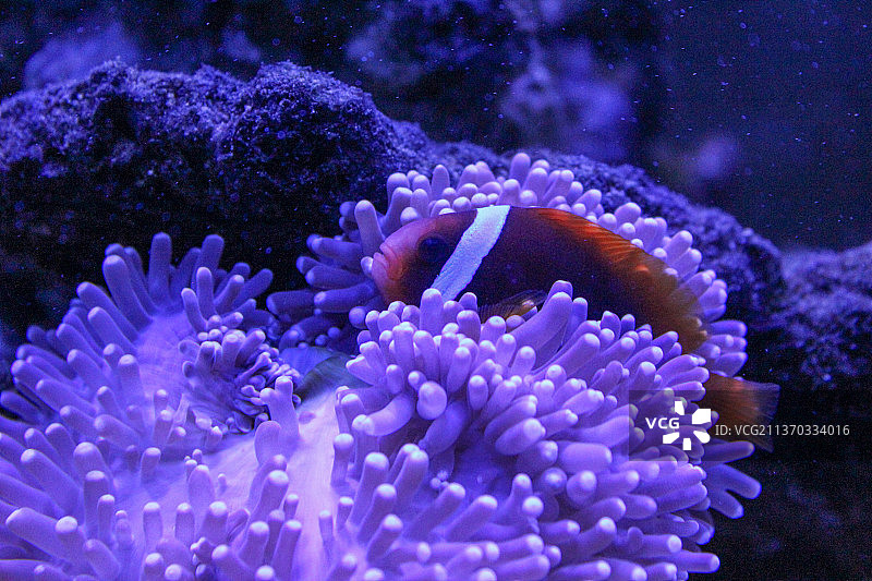 珊瑚和热带鱼的美丽水下世界图片素材