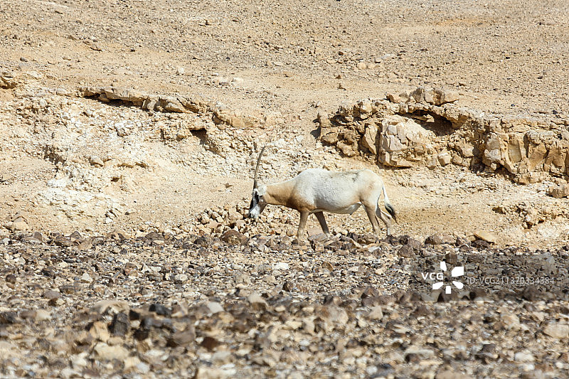 沙漠中的阿拉伯羚羊，马站在陆地上的侧视图图片素材
