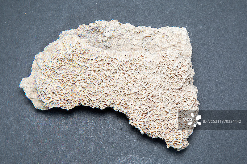 珊瑚石灰岩岩层，黑色背景图片素材