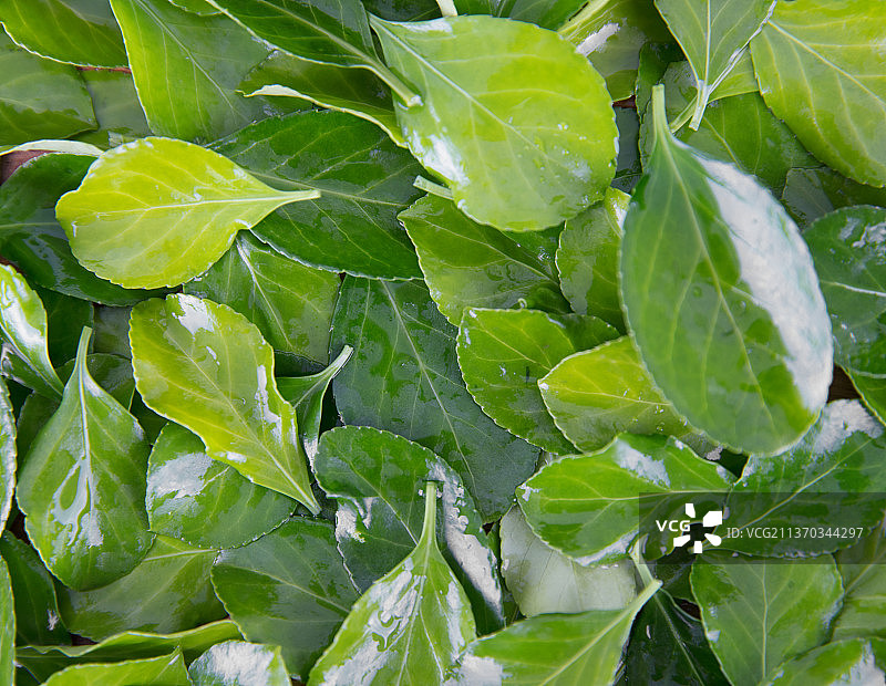 绿色的冬青叶子背景素材图片素材