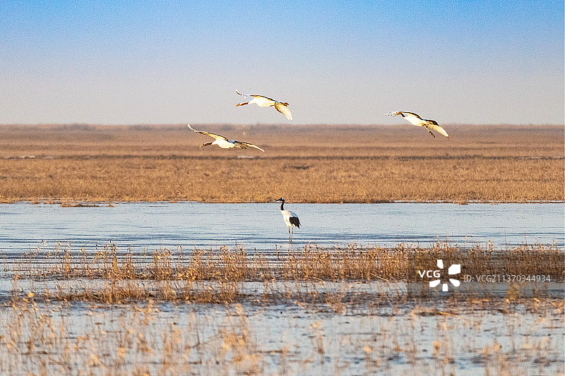 鹤舞黄河入海口图片素材