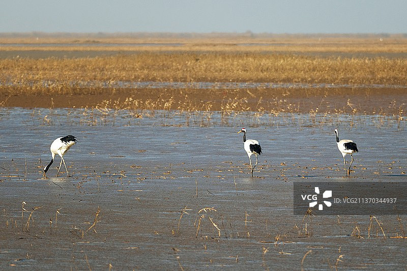 鹤舞黄河入海口图片素材