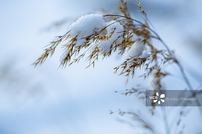 雪中小景--宁夏银川图片素材