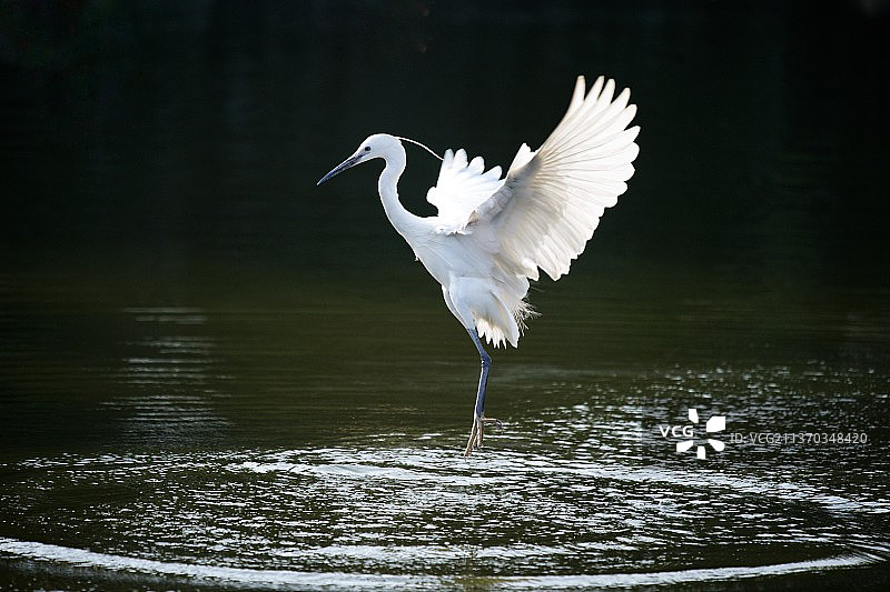 翩翩起舞图片素材