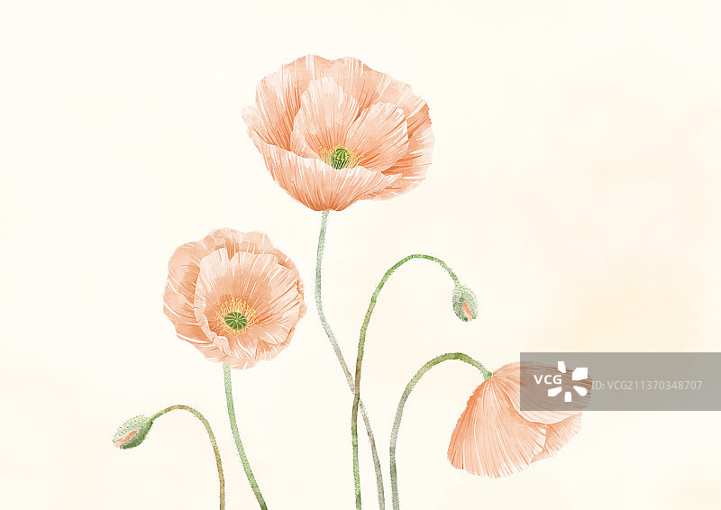 水彩虞美人花国画水墨写意画图片素材