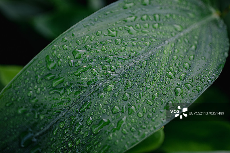 冬粉薯叶子图片素材