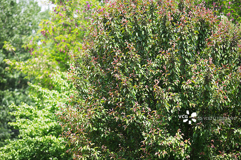 公园里生长茂盛的花树图片素材