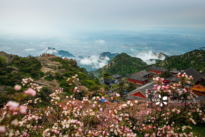 泰山春暖花开图片素材