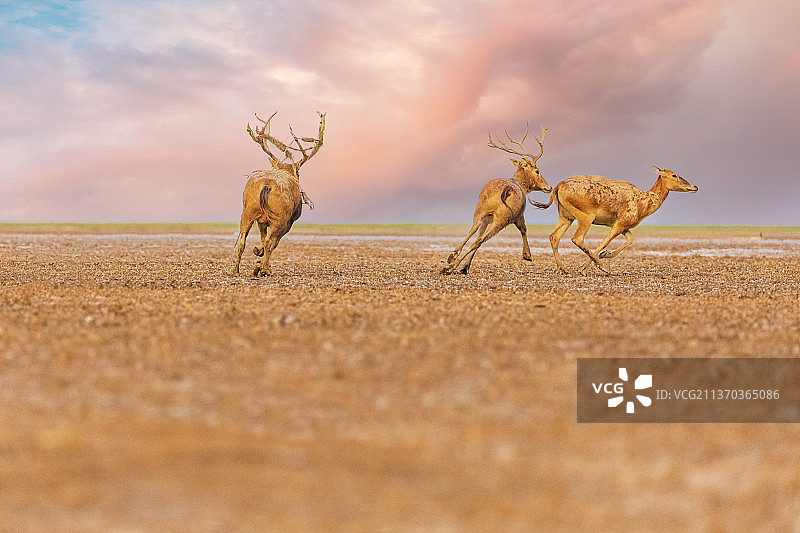 鹿王争霸-2图片素材