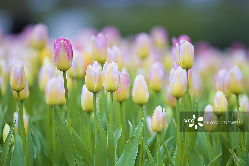 淡雅清新的郁金香图片素材