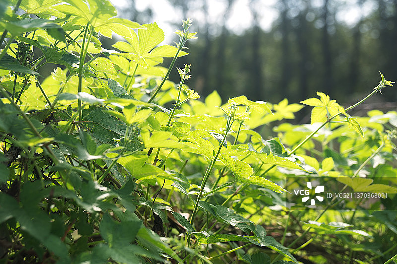 野生的藤蔓植物葎草图片素材