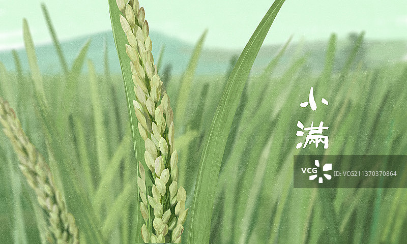 田野上的稻谷图片素材