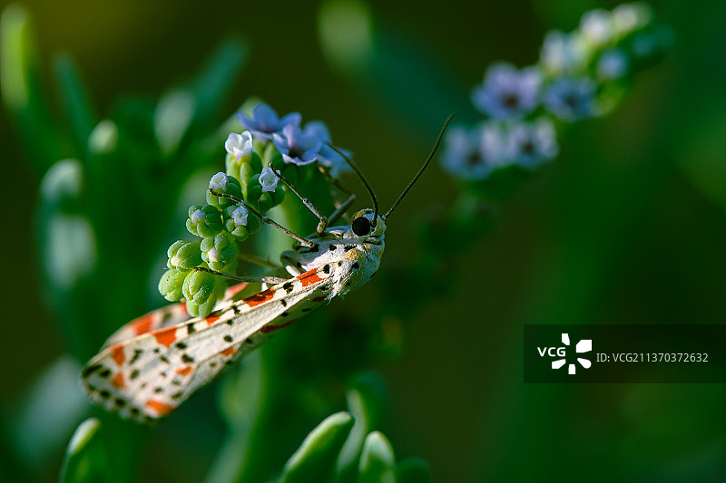 蝴蝶，植物上蝴蝶的特写图片素材