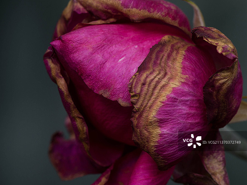 凋谢的玫瑰特写图片素材