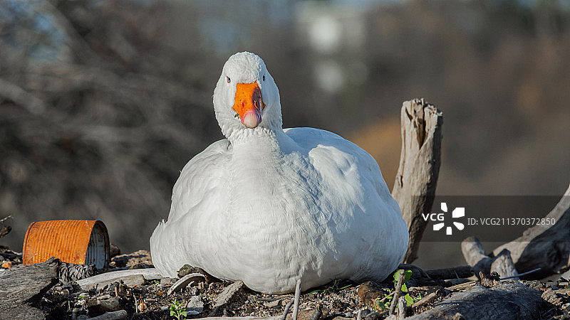 栖息在田野上的白色鹅特写，栖息在田野上的水鸭特写图片素材