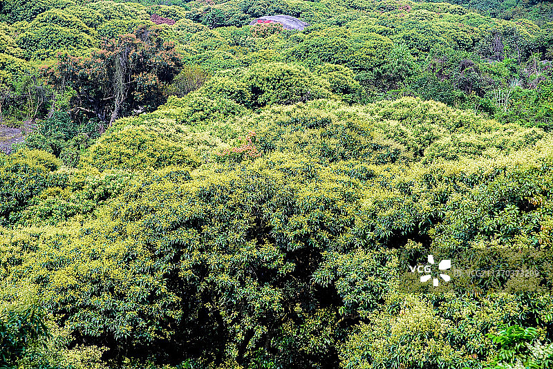 春天盛开的荔枝花图片素材