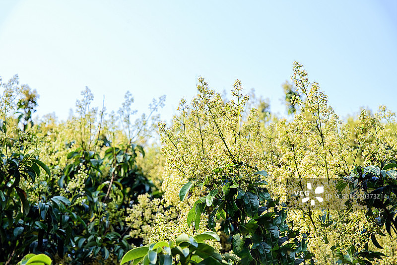 春天盛开的荔枝花图片素材