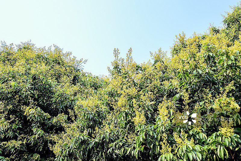 春天盛开的荔枝花图片素材