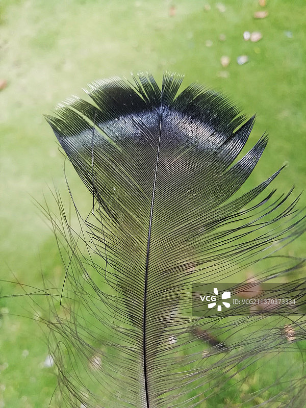 印度尼西亚火鸡羽毛脱落特写图片素材