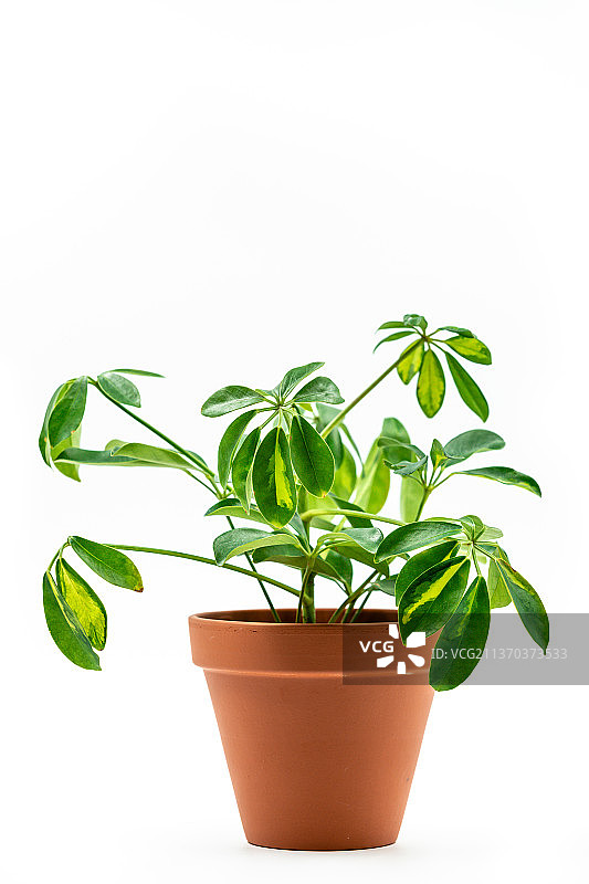 白色背景下的盆栽植物特写，科罗拉多斯普林斯，科罗拉多州，美国图片素材