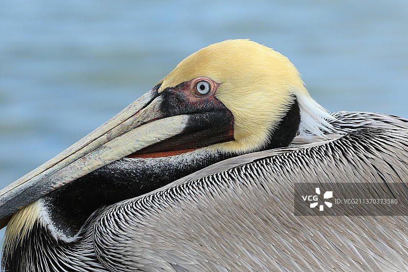 棕色鹈鹕特写，美国德克萨斯州罗克波特图片素材
