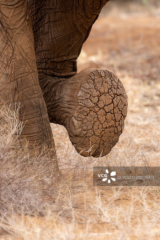 巨人的无声脚步：肯尼亚萨鲁尼野生动物园非洲象特写图片素材