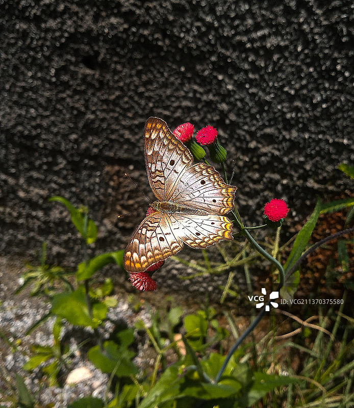 蝴蝶与鲜花壁纸图片素材