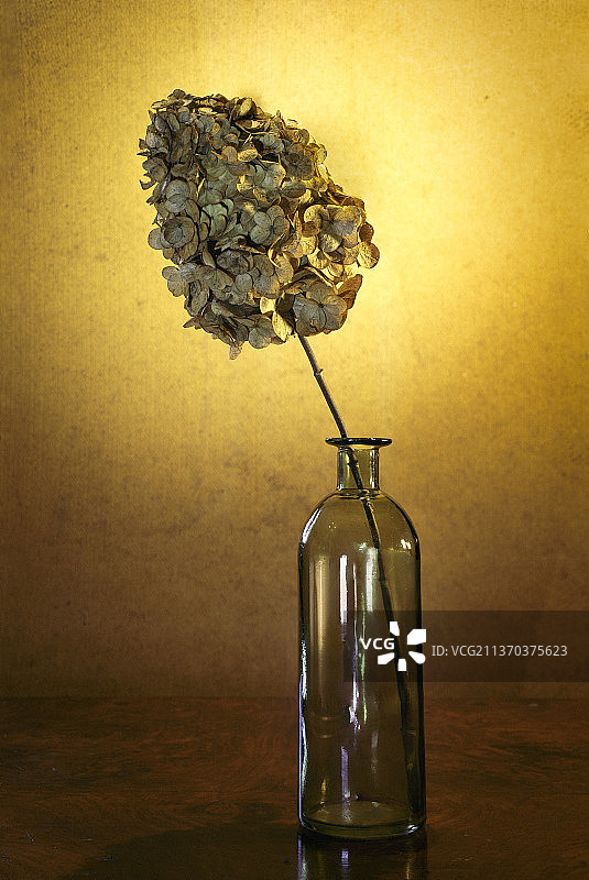 花瓶中植物的特写，德国巴特法灵博斯特尔图片素材