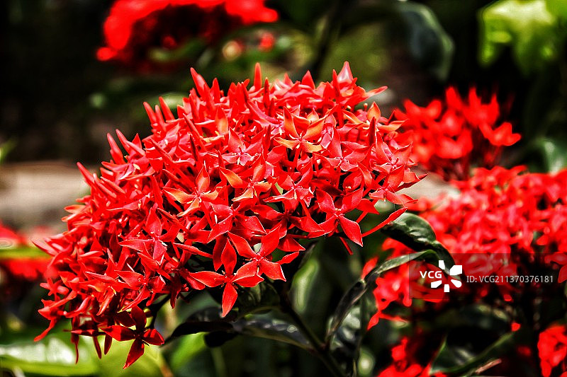 红色花朵特写，印度图片素材