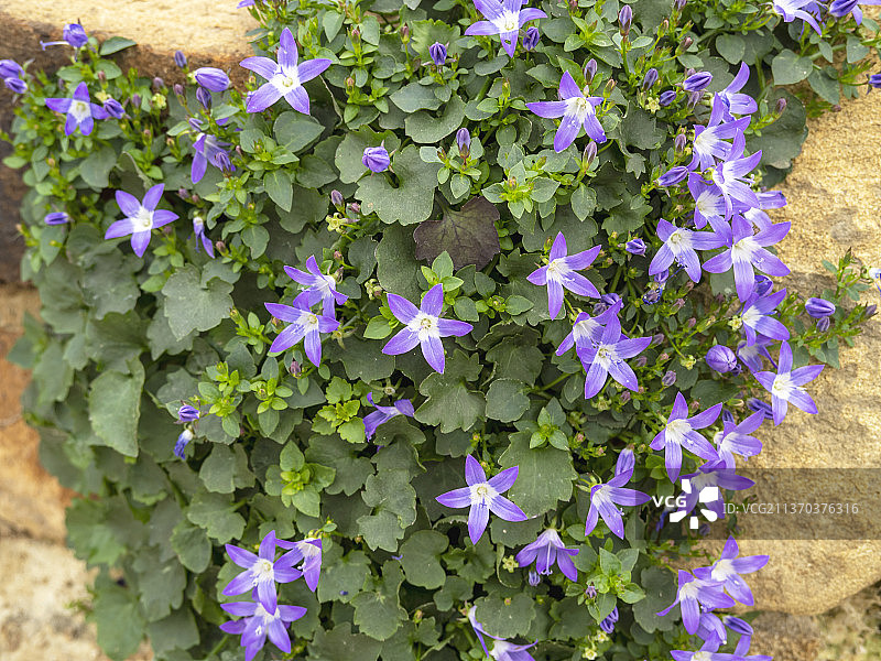 岩石花园中盛开的加尔加诺风铃草图片素材